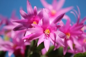 Schlumbergera truncata (Christmas cactus) - pink flowers - www.dearplants.com