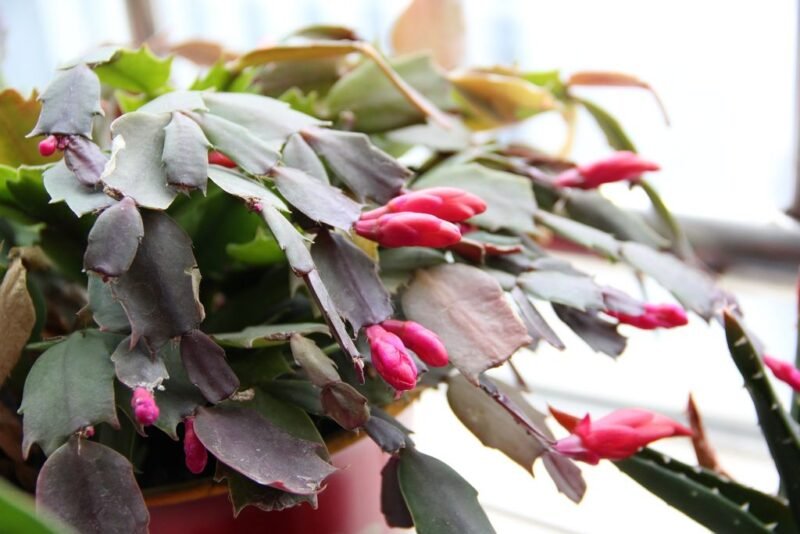 Schlumbergera truncata (Christmas cactus) - pot - www.dearplants.com