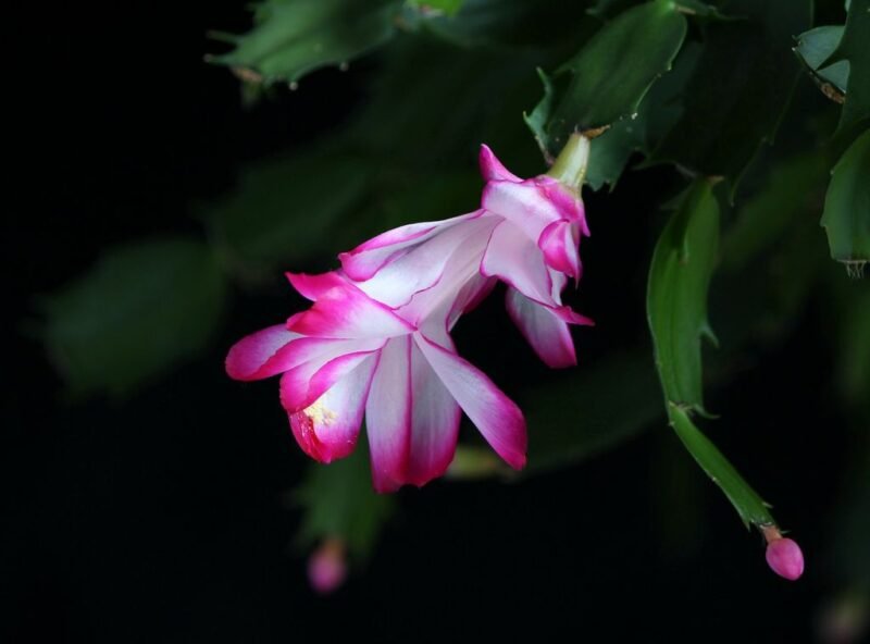 Schlumbergera truncata (Christmas cactus) - www.dearplants.com