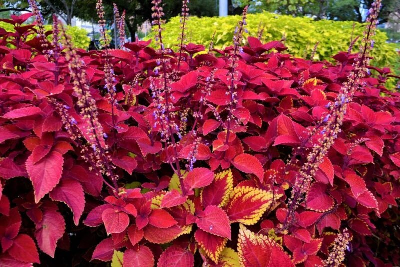 Solenostemon scutellarioides (Coleus) - flowering -www.dearplants.com