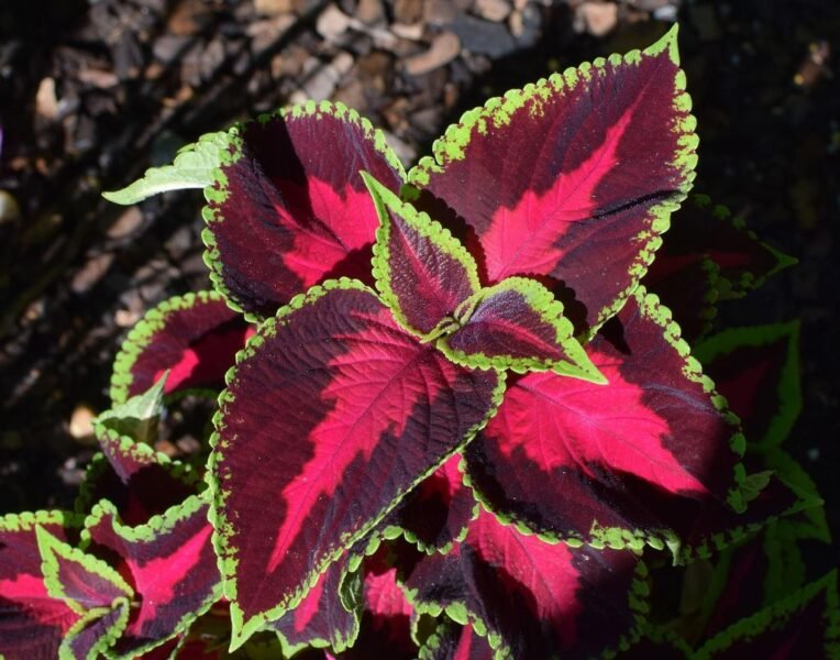 Solenostemon scutellarioides (Coleus) -www.dearplants.com