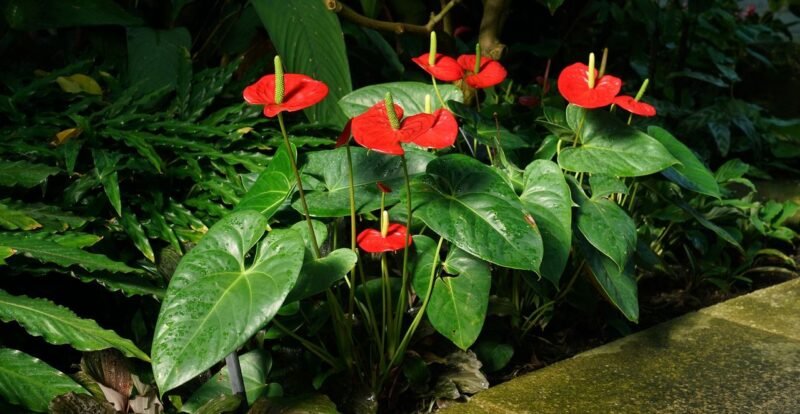 Anthurium andraeanum (Tail flower or Flamingo flower) - Anthuriums under planting trees and shrubs - www.dearplants.com