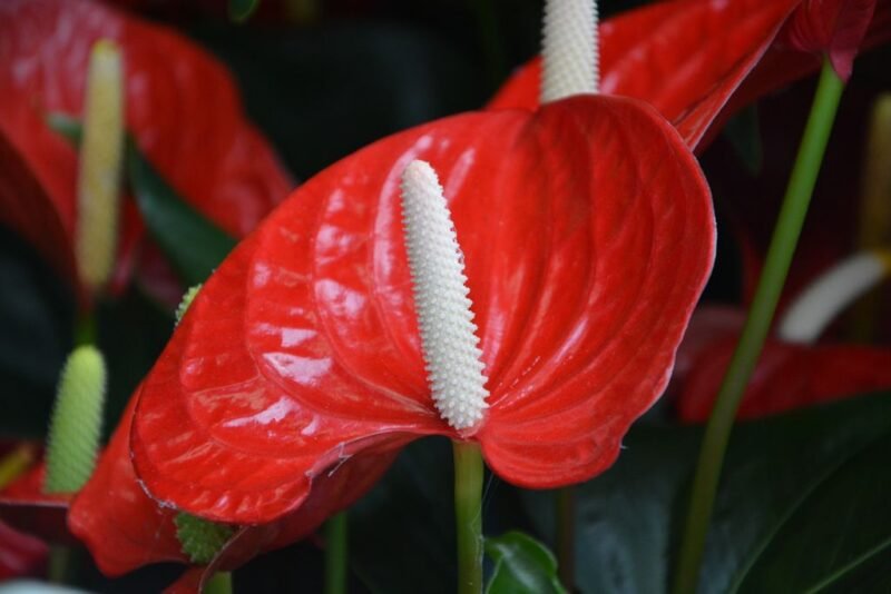 Anthurium andraeanum (Tail flower or Flamingo flower) - How to plant anthuriums - www.dearplants.com