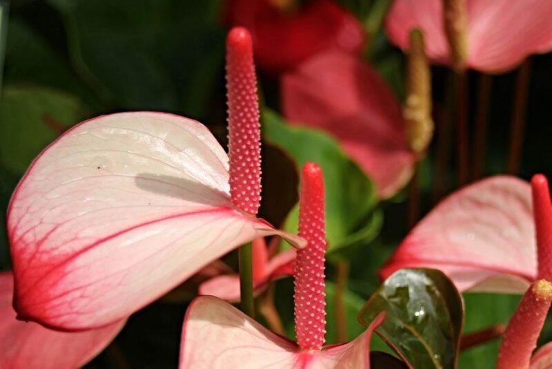 Anthurium andraeanum (Tail flower or Flamingo flower) - flamigo flower - www.dearplants.com