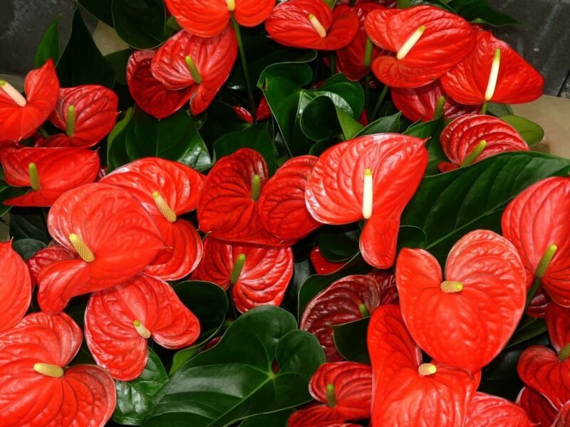 Anthurium andraeanum (Tail flower or Flamingo flower) - red anthuriums- www.dearplants.com