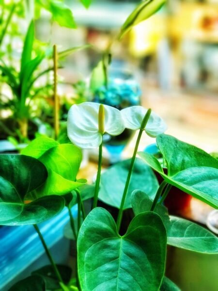 Anthurium andraeanum (Tail flower or Flamingo flower) - white anthuriums house plants - www.dearplants.com