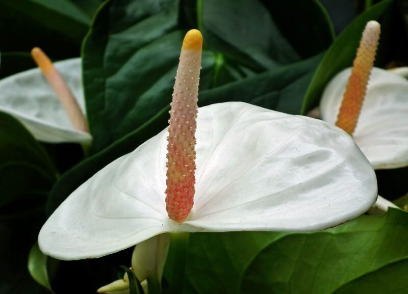 Anthurium andraeanum (Tail flower or Flamingo flower) - white - www.dearplants.com