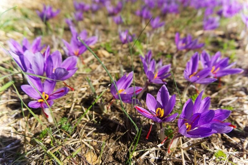 Crocus sativus (Saffron) - saffron plant in soil - www.dearplants.com