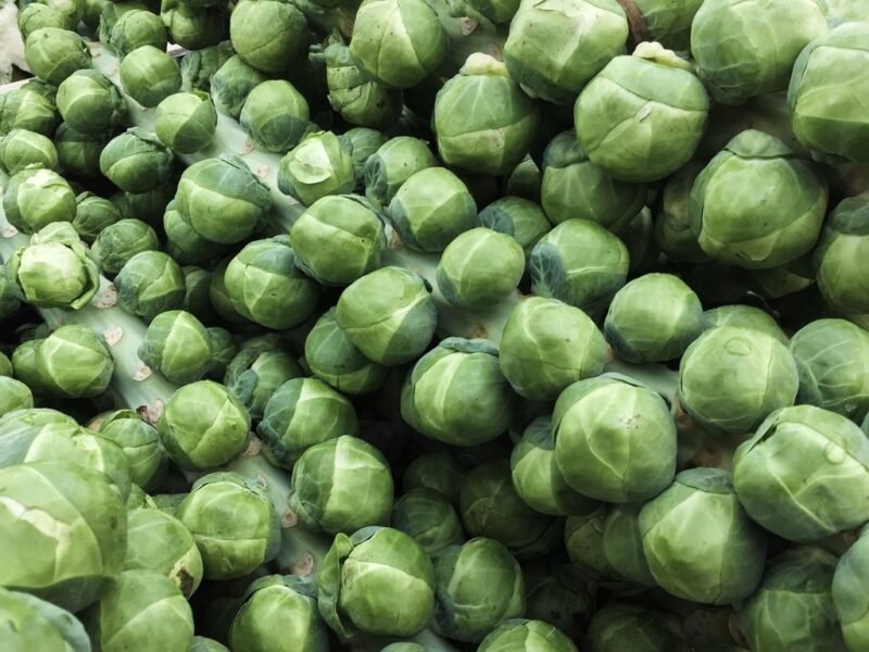 How to plant Brussels sprouts (Brassica oleracea gemmifera) - sprouts harvested with the entire plant - www.dearplants.com.jpg