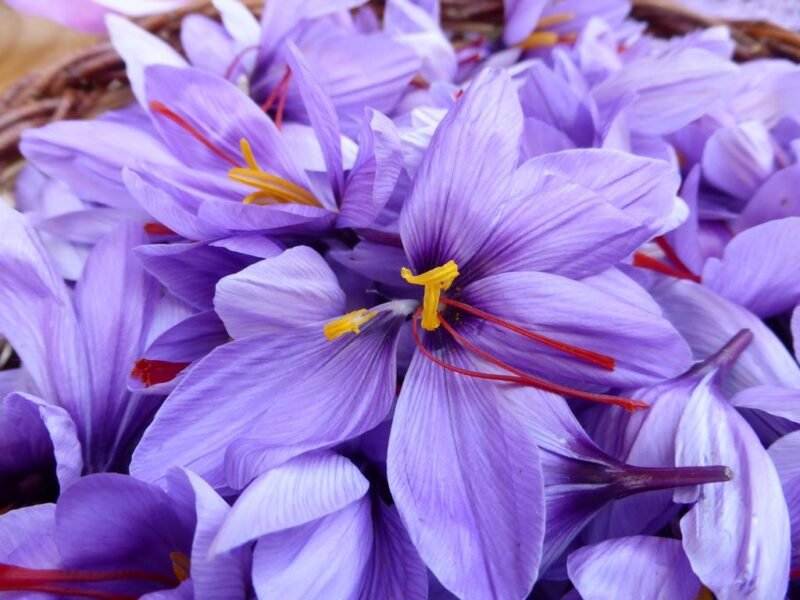 How to plant and grow Crocus sativus (Saffron) - www.dearplants.com