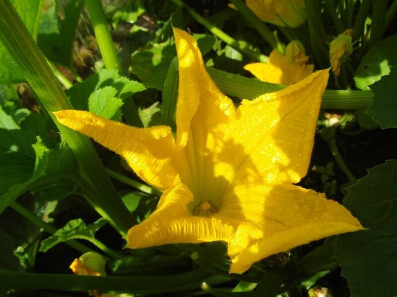 How to plant Cucurbita pepo (marrow, courgette or zucchini) - flower - www.dearplants.com