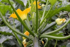 How to plant Cucurbita pepo (marrow, courgette or zucchini) - flowering - www.dearplants.com