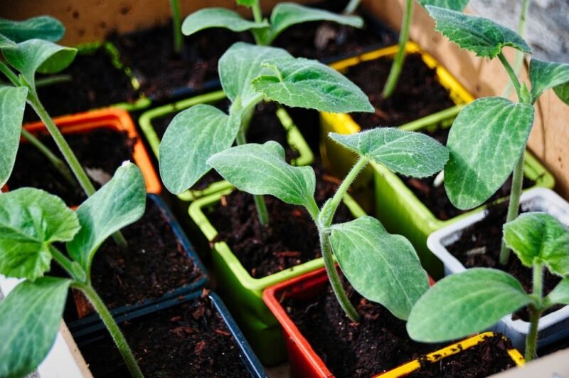 How to plant Cucurbita pepo (marrow, courgette or zucchini) - seedlings started in pots to be transplanted