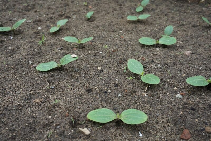 How to plant Cucurbita pepo (marrow, courgette or zucchini) - seedlings - www.dearplants.com