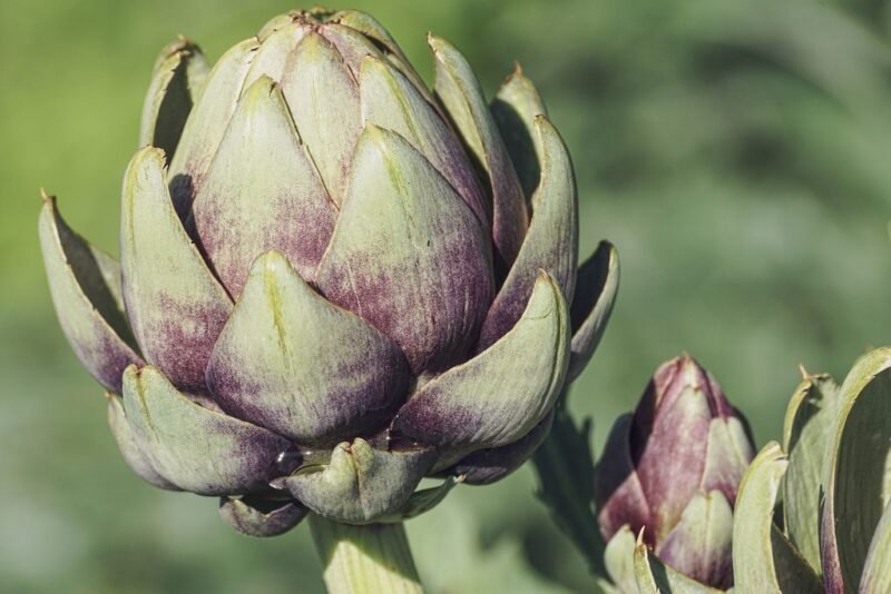 How to plant Cynara cardunculus (Globe artichoke) - www.dearplants.com