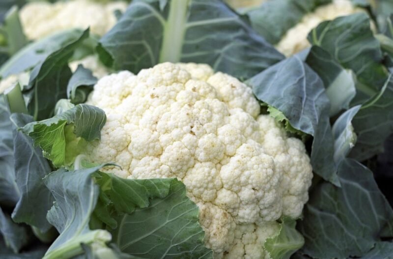 How to plant and grow Cauliflower (Brassica oleracea gemmifera) - www.dearplants.com