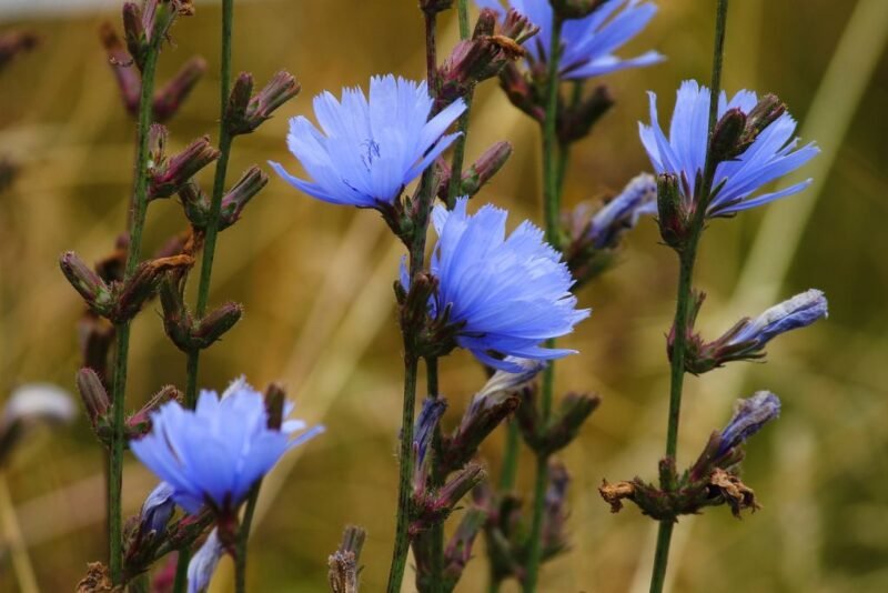 How to plant and grow chicory (Cichorium intybus) - Chicory blue flowers - www.dearplants.com