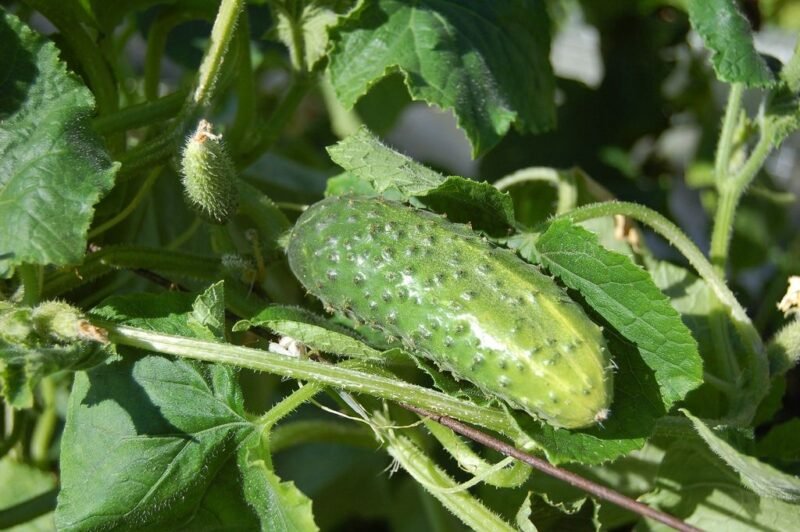 How to plant and grow cucumbers (Cucumis sativus) - www.dearplants.com