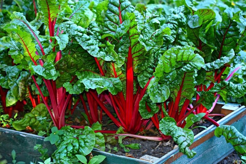 How to plant and grow swiss chard (Beta vulgaris subsp. vulgaris) - www.dearplants.com