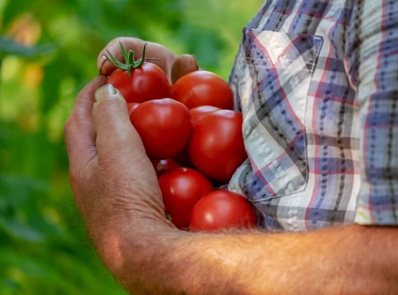 Jobs to do in August in the garden - Harvest tomatoes