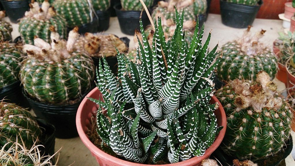 Zebra cactus plant (Haworthia fasciata) Dear Plants