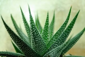 Zebra cactus plant (Haworthia fasciata)