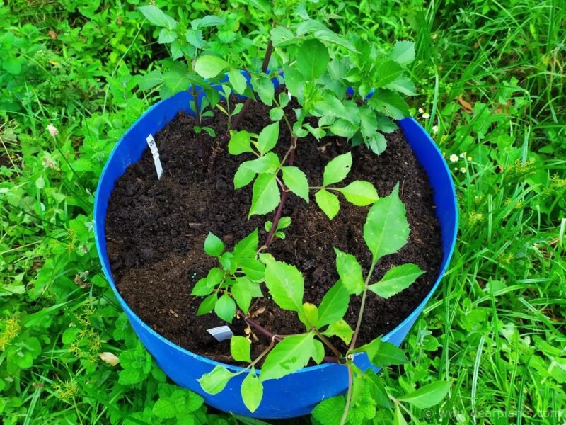 How to cut blue plastic barrels to make raised beds or planters - Plant - www.dearplants.com