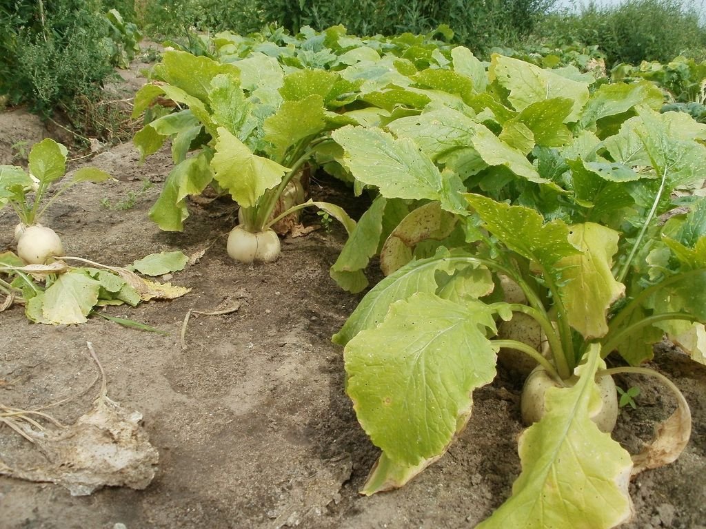 How to plant and grow turnip (Brassica rapa) Dear Plants