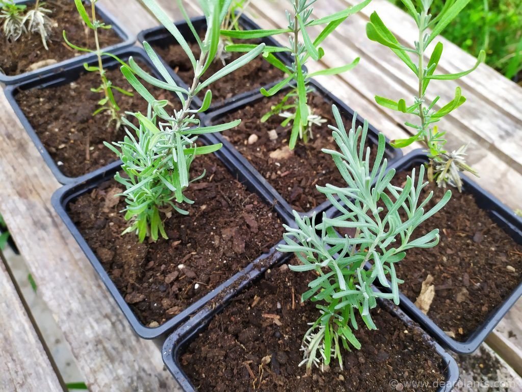 How to propagate lavender by semiripe cuttings (updated with results