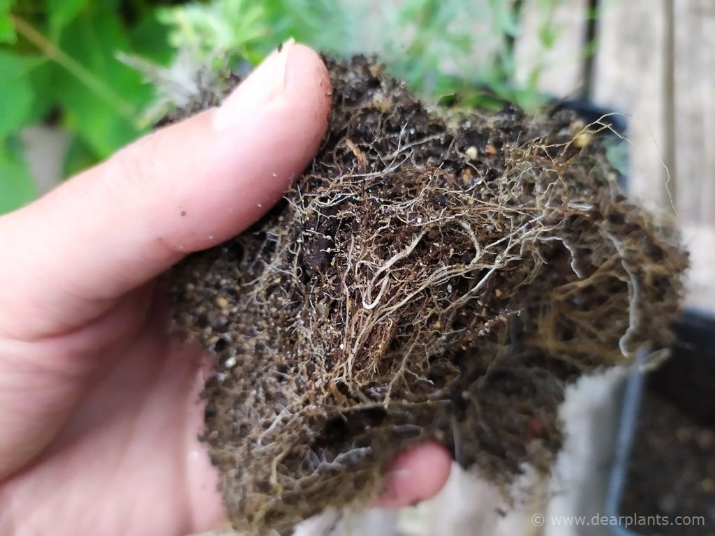 How to propagate lavender by semiripe cuttings (updated with results) (with pictures)