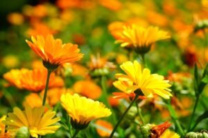 Calendula officinalis - common marigold flowers - one of the best drought resistant annuals for full sun