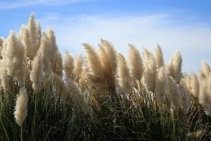 best drought tolerant ornamental grasses - Cortaderia selloana - pampas grass