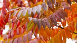 Trees that are drought tolerant - Rhus typhina - www.dearplants.com