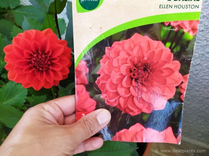 "Dahlias