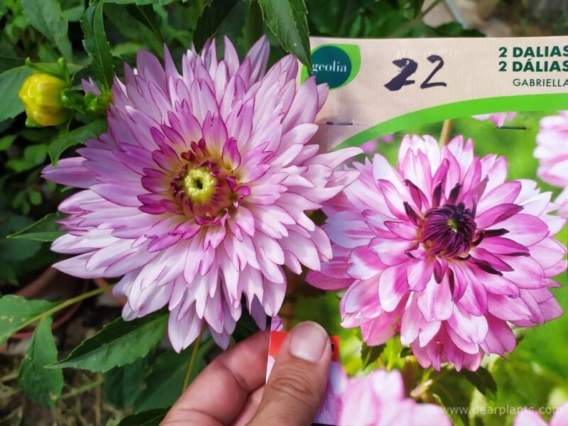 "Dahlias