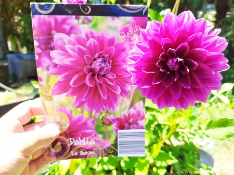 "Dahlias