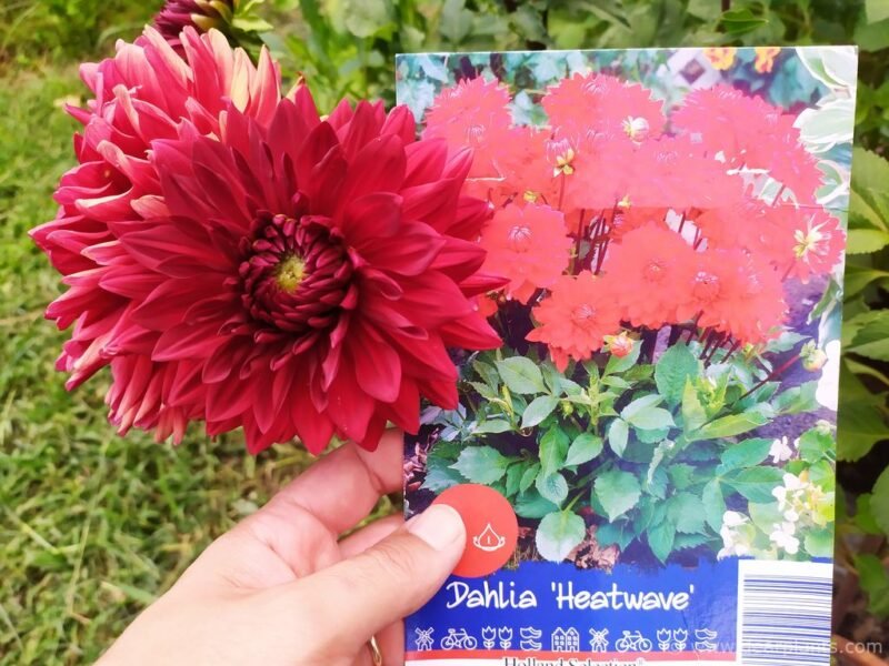"Dahlias