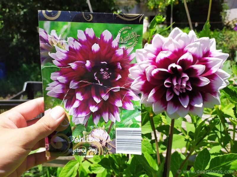 "Dahlias