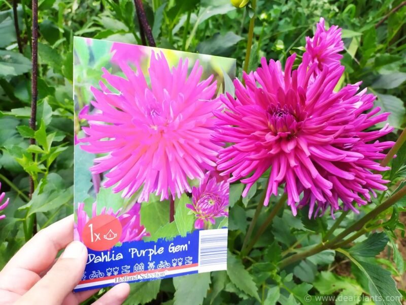 "Dahlias