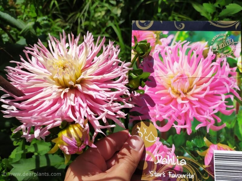 "Dahlias