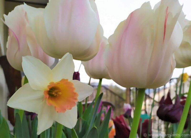 Bulbs combination in pot Tulipa 'stunning apricot' + Narcissus 'pink charm'