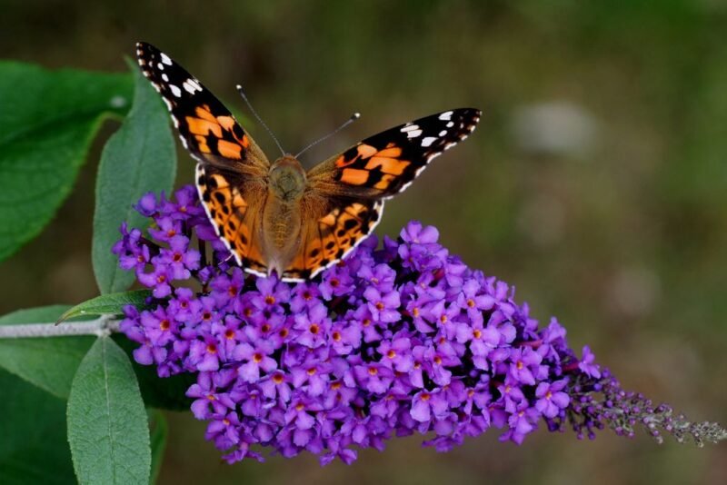 Butterfly bush (Buddleja davidii)