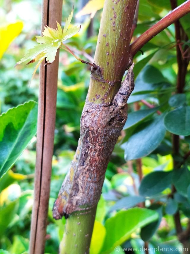 How to approach grafting japanese maples, step by step (with images)