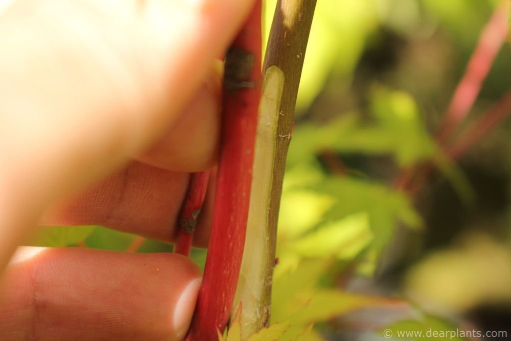 How to approach grafting japanese maples, step by step (with images)
