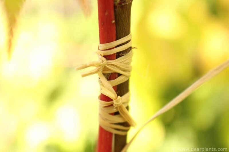 How to approach grafting japanese maples, step by step (with images) - www.dearplants.com