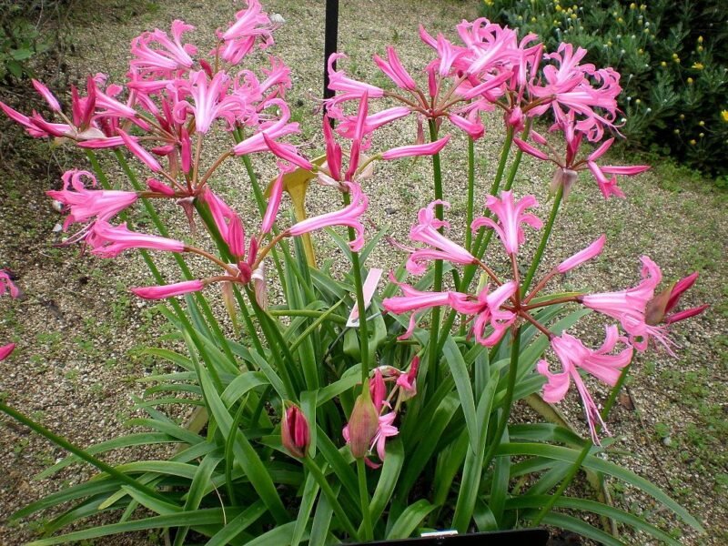 How to plant Nerines - Bowden lily and Guernsey lily - www.dearplants.com