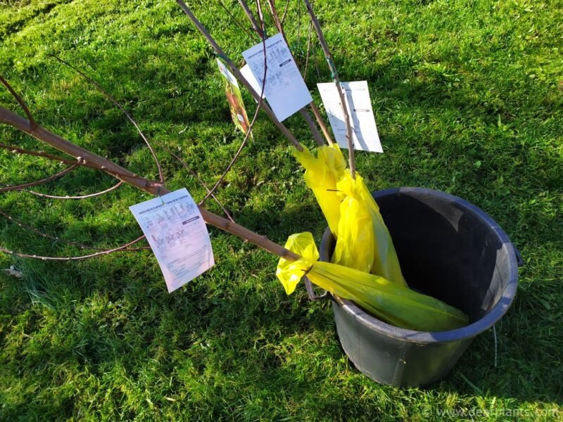 How to plant bare-rooted trees - www.dearplants.com