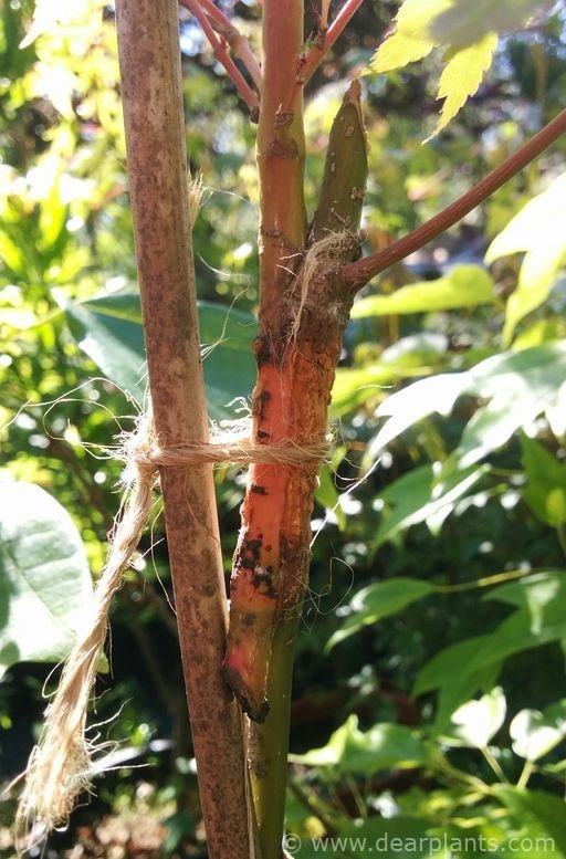 How to approach grafting japanese maples, step by step (with images)