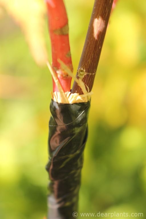 How to approach grafting japanese maples, step by step (with images)