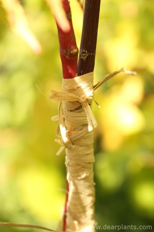 How to approach grafting japanese maples, step by step (with images)
